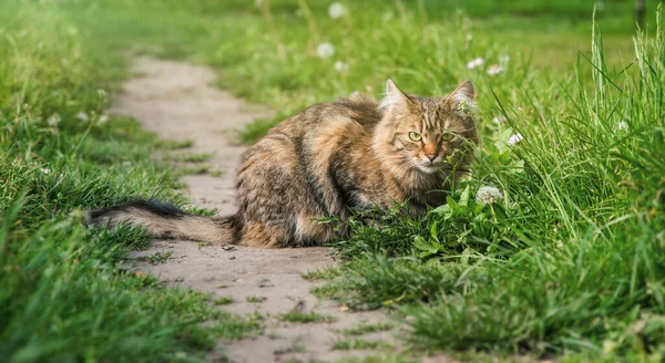 日当たりの良い庭を背景にしたタビーふわふわの猫 — ストック写真