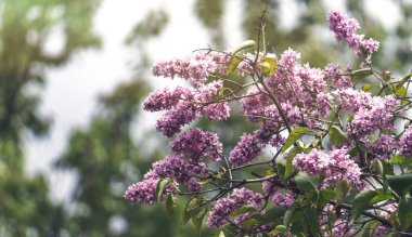 Bahar leylağının mor çiçekleri. Bahar bahçesi