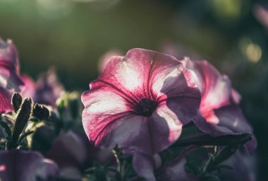 Bahar sabahı güneşinde açan pembe petunya