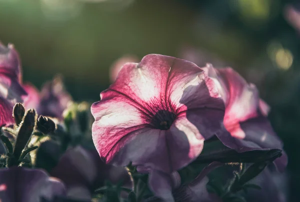 Rózsaszín Virágzó Petúnia Tavaszi Napsütésben — Stock Fotó