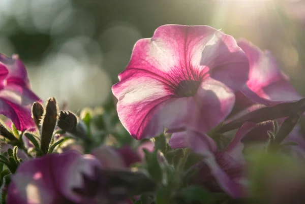 Roze Bloeiende Petunia Het Voorjaar Ochtend Zon — Stockfoto