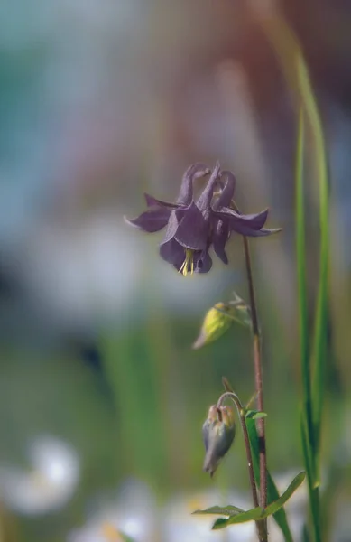Flor Azul Delicada Aquilegia Sobre Fondo Jardín Primavera Por Mañana — Foto de Stock