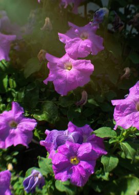 Bahar sabahı güneşinde açan pembe petunya