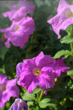 Bahar sabahı güneşinde açan pembe petunya