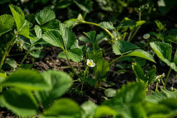 Weiße Blüten Und Grüne Blätter Blühender Gartenerdbeeren — Stockfoto