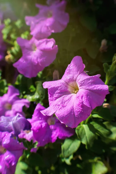 Roze Bloeiende Petunia Het Voorjaar Ochtend Zon — Stockfoto