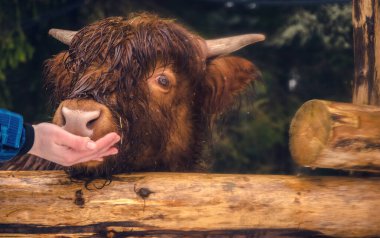 İskoçya Sığır Ağılında İnek
