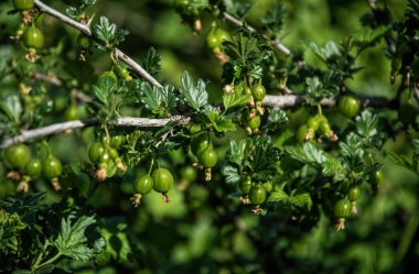 Bahar bahçesindeki bektaşi üzümlü dikenli bir çalıda yeşil meyve.