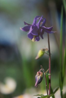 Bir bahar bahçesinin arka planında mavi narin bir çiçek