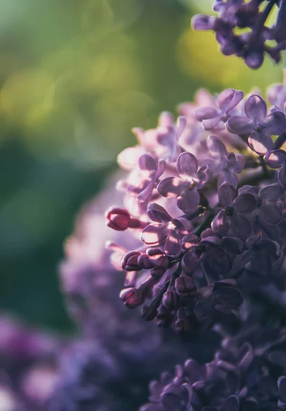 Fialové Květy Jarního Šeříku Jarní Zahrada — Stock fotografie