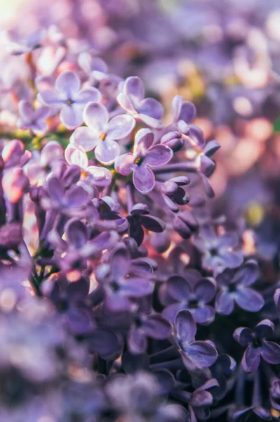 Flores Púrpuras Primavera Lila Jardín Primavera — Foto de Stock