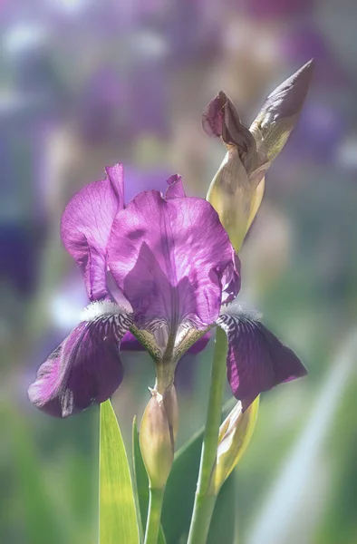 Jardín Primavera Brote Del Iris Púrpura Hojas Verdes Sol Primavera —  Fotos de Stock