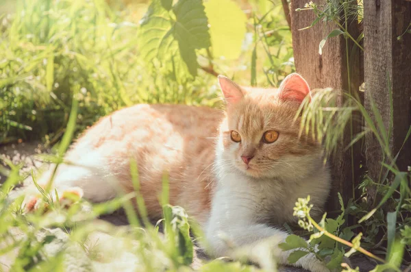 日当たりの良い庭を背景にしたジンジャーふわふわの猫 — ストック写真