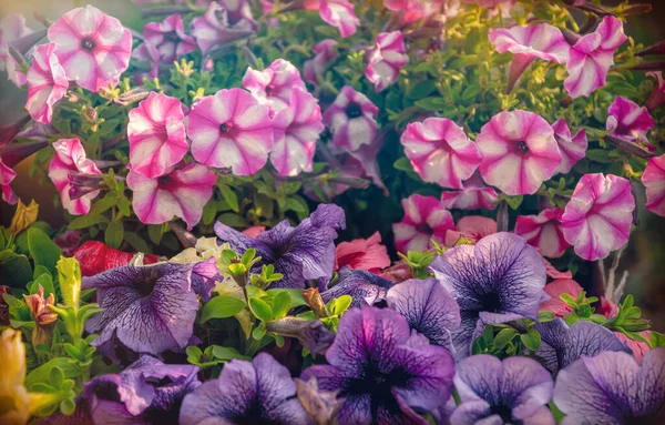 Bahar sabahı güneşinde açan pembe petunya