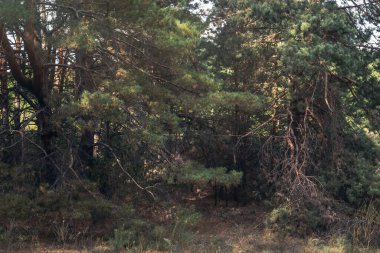 Yaşlı kasvetli çam ormanı ve eğri büğrü ağaçlar