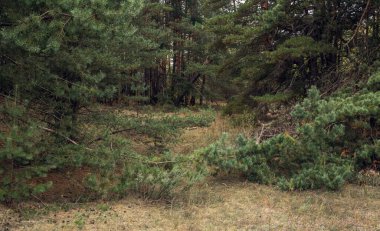 Yaşlı kasvetli çam ormanı ve eğri büğrü ağaçlar
