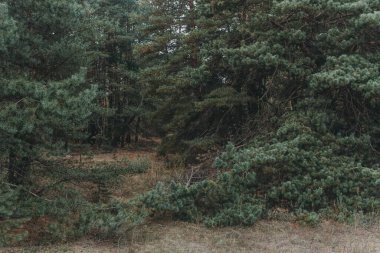 Yaşlı kasvetli çam ormanı ve eğri büğrü ağaçlar