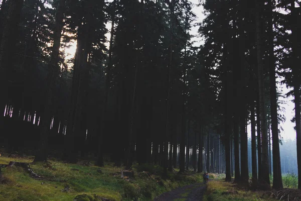 Túrázás Az emberek sétálnak a sötét erdőben fa gyökerek — Stock Fotó