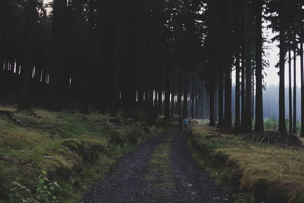 Senderismo Gente caminando en bosque oscuro con raíces de árboles —  Fotos de Stock