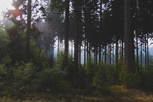 Bosque oscuro con raíces de árboles —  Fotos de Stock