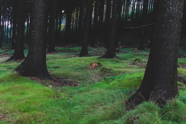 Senderismo Gente caminando en bosque oscuro con raíces de árboles —  Fotos de Stock