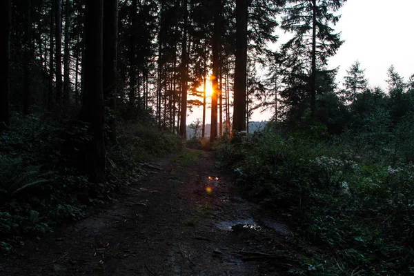 Luz solar en bosque verde Atardecer bosque oscuro con raíces de árboles —  Fotos de Stock