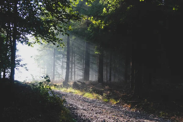 Luz solar en bosque oscuro con raíces de árboles —  Fotos de Stock
