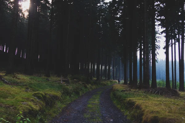 Túrázás Az emberek séta a gyönyörű zöld erdő — Stock Fotó