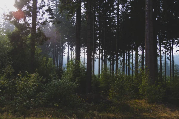 Sötét erdő fa gyökerekkel — Stock Fotó
