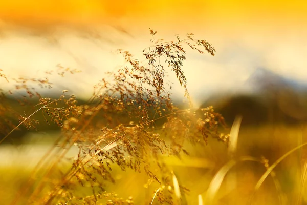 Hoja de hierba puesta del sol en el fondo del campo — Foto de Stock