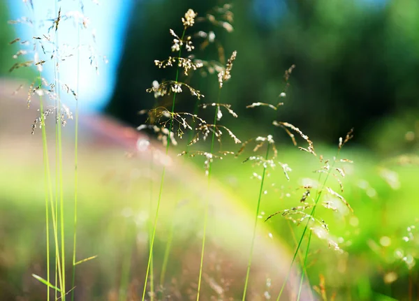 Hojas de hierba de verano con fugas ligeras y fondo de bengalas —  Fotos de Stock