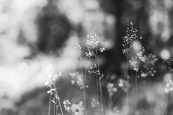 黒と白の草のブレードの背景 — ストック写真