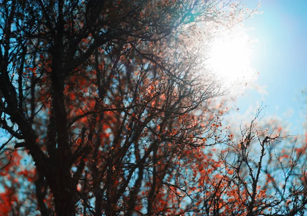 Jesienne drzewo w bezpośrednie słońce tło — Zdjęcie stockowe