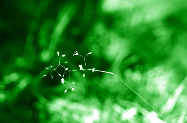 Grönt gräs blad i detalj bokeh bakgrund — Stockfoto