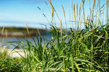 Yaz yeşil bıçaklar ayrıntı zemin