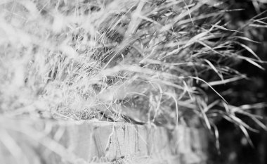 Siyah ve beyaz çim kaldırım güneş ışık zemin üzerinde