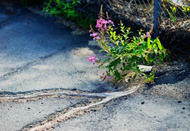 Asfalt arka plan doğa savaşır