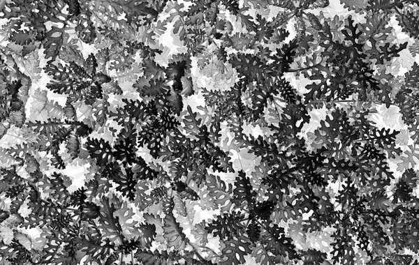 Horizontal schwarz-weiß strukturierte Pflanzen Hintergrund — Stockfoto
