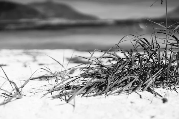 Black and white grass on sand beach background — Stock Photo, Image