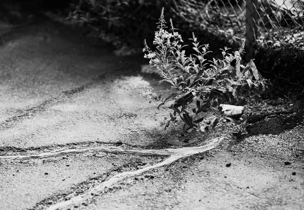 La naturaleza en blanco y negro combate el fondo de asfalto — Foto de Stock