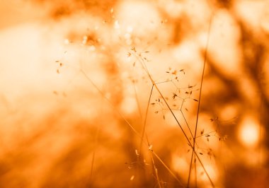 Ayrıntı bokeh arka planda turuncu ot bıçaklar