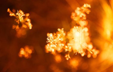 Gün batımı turuncu bitki bokeh arka plan