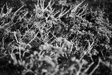 Norveç iğne dalları arka plan