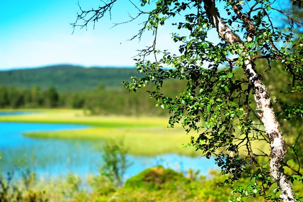 Birch árvore bokeh lago paisagem fundo — Fotografia de Stock