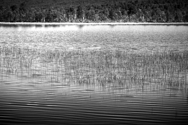 Lâminas de grama na Noruega paisagem lago fundo — Fotografia de Stock