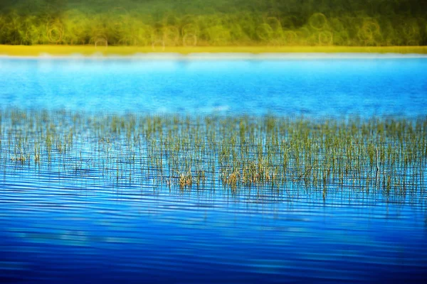 Stébel trávy v Norsku jezero krajinném zázemí — Stock fotografie