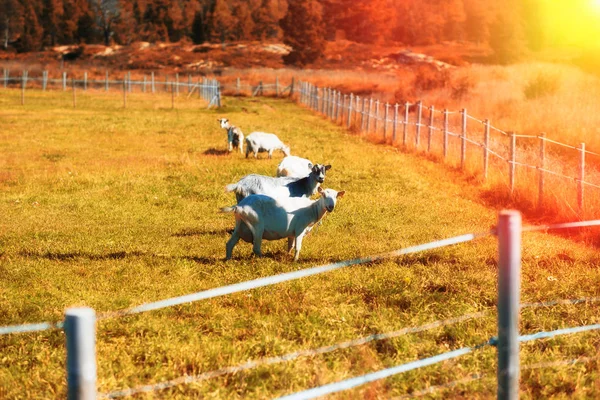 Norway sheep on bordered meadow with light leak background — Stock Photo, Image