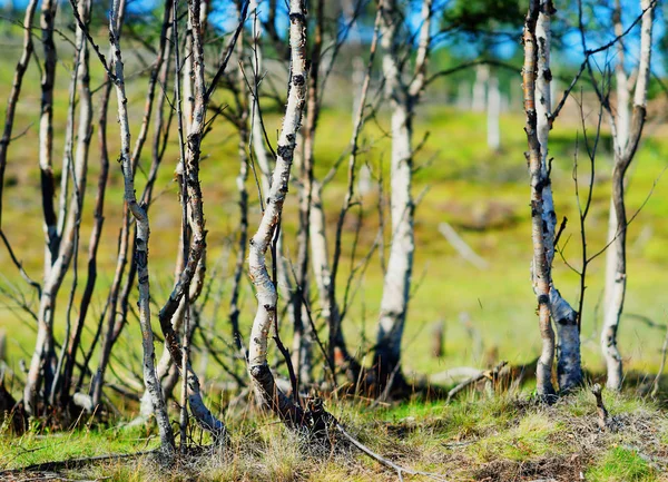 Noruega bétula floresta bokeh fundo — Fotografia de Stock