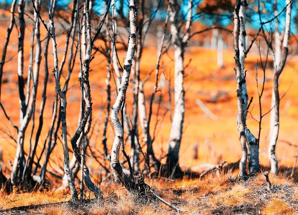 Norvegia autunno betulla foresta bokeh sfondo — Foto Stock