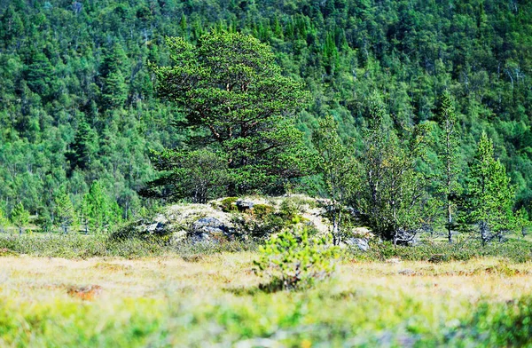 Noruega árvore sobre pedra pedra fundo — Fotografia de Stock